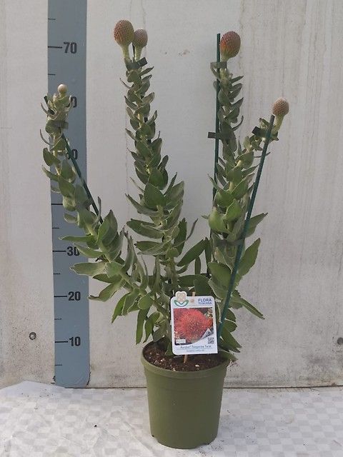 Leucospermum cordifolium 'Ayoba Tangerine Twist'