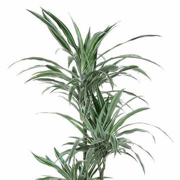 Dracaena fragrans 'Warneckei'