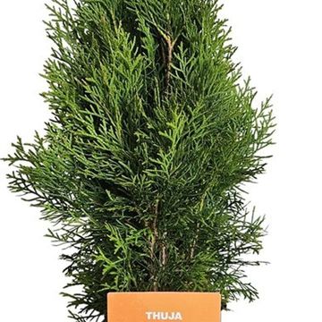 Thuja occidentalis 'Smaragd'