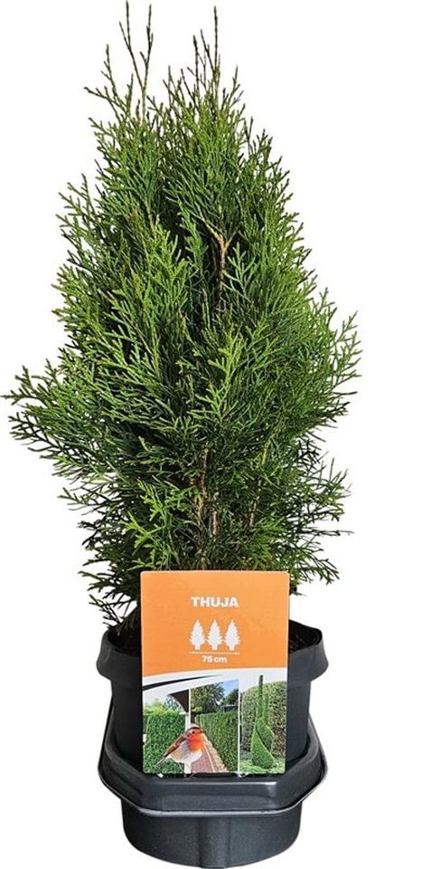 Thuja occidentalis 'Smaragd'