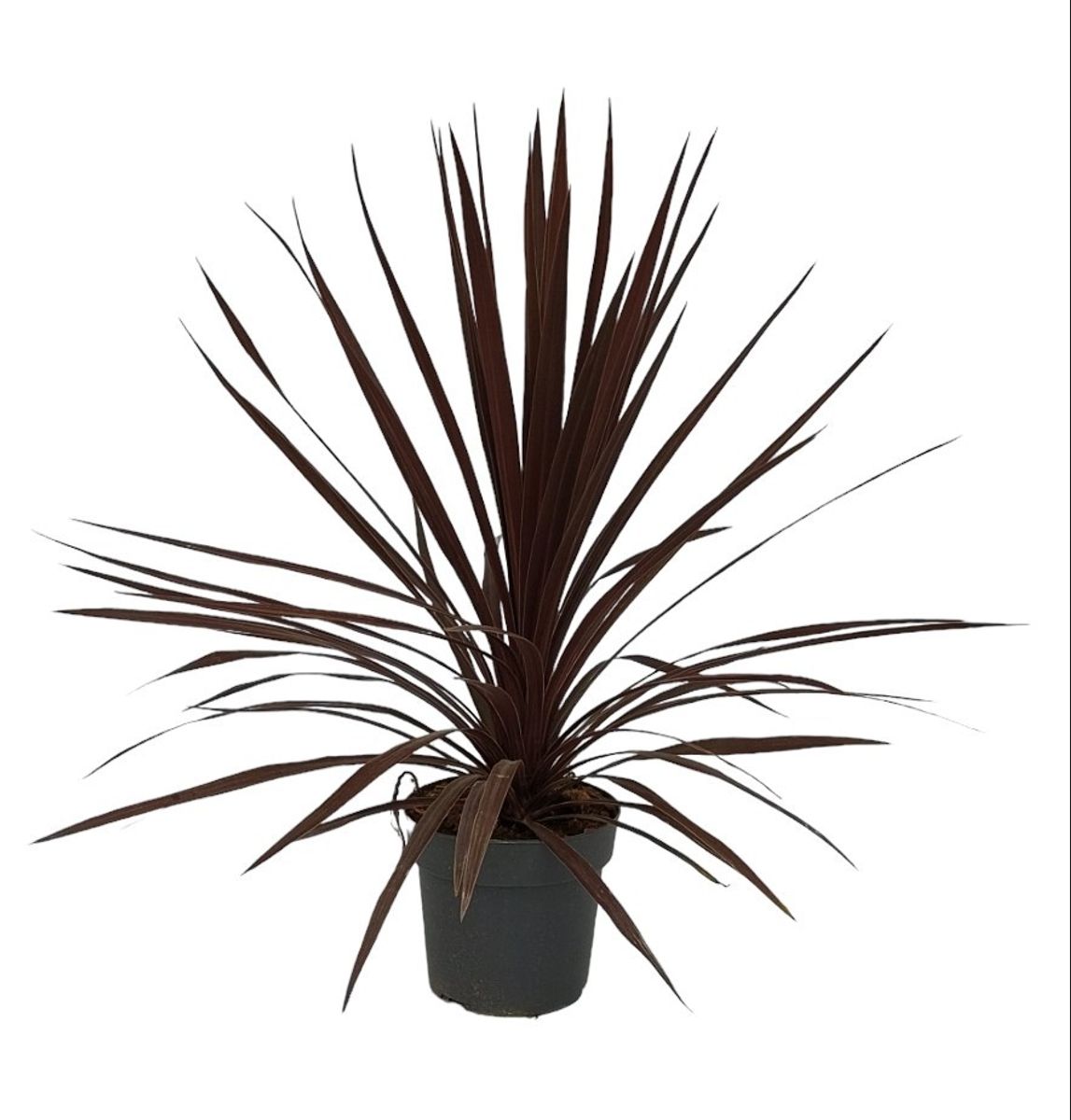 cordyline-australis-red-star-plant-wholesale-floraccess