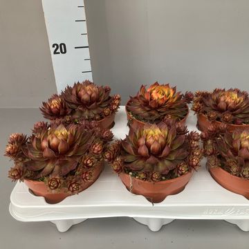 Sempervivum CHICK CHARMS GOLD RUSH