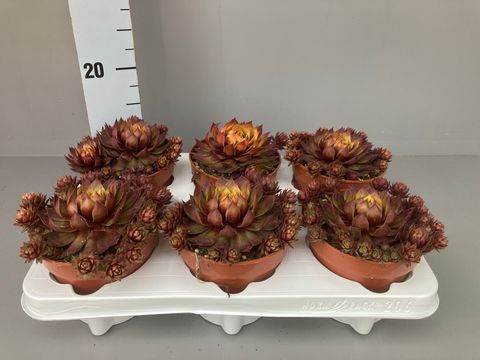 Sempervivum CHICK CHARMS GOLD RUSH