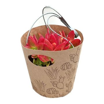 Crassula capitella 'Campfire'