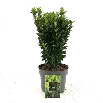 Euonymus japonicus 'Green Spire'