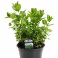 Mentha spicata