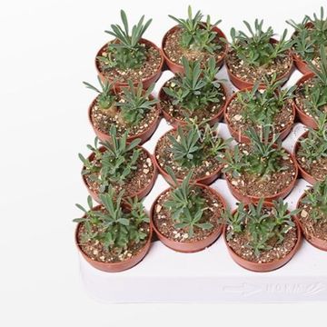 Euphorbia bupleurifolia