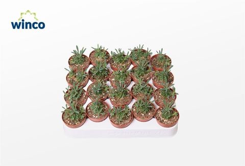 Euphorbia bupleurifolia