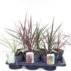 Cordyline MIX