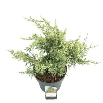 Chamaecyparis lawsoniana 'Luna'