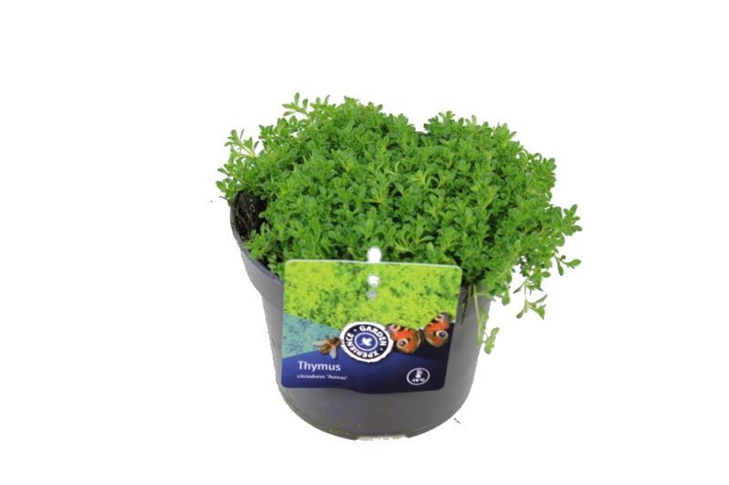 Thymus praecox 'Albiflorus' — Plantegrossist FlorAccess