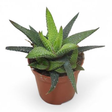 Haworthia 'Eon'