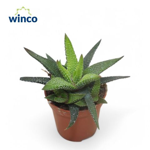 Haworthia 'Eon'