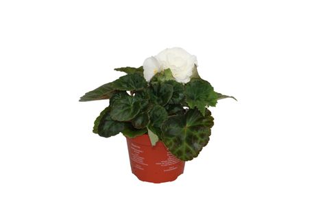 Begonia 'Fortune White'