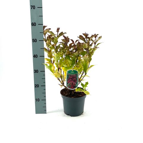 Weigela 'Red Prince'