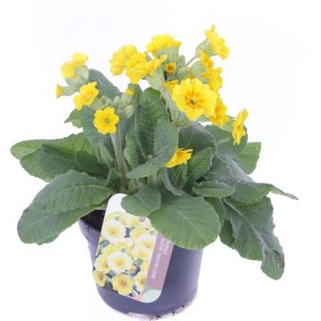 Primula 'Veristar Yellow'