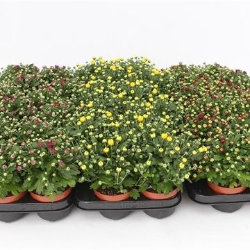 Chrysanthemum GARDENMUMSAIC MIX