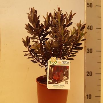 Leucadendron laureolum 'Burgundy Sunset'