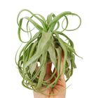 Tillandsia streptophylla