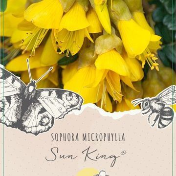 Sophora microphylla SUN KING