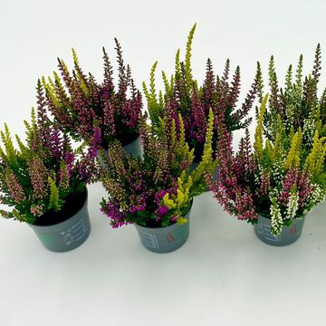 Calluna vulgaris BEAUTY LADIES MIX IN POT