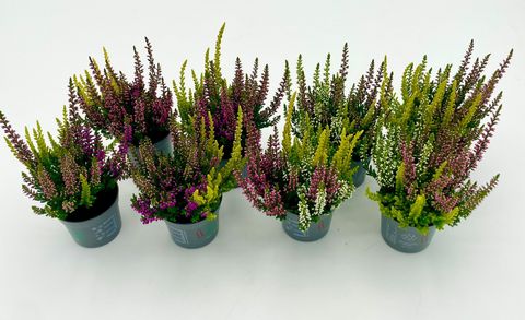 Calluna vulgaris BEAUTY LADIES MIX IN POT