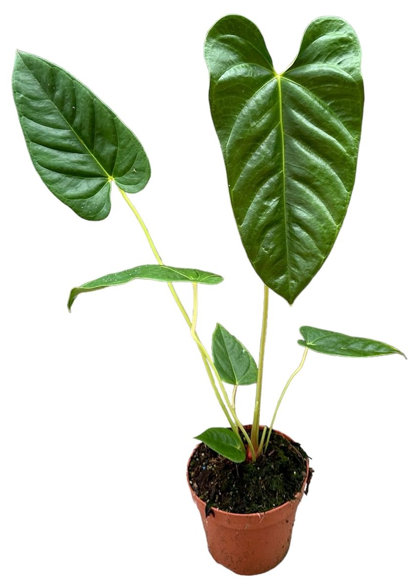 Anthurium recavum  Groothandel in planten FlorAccess
