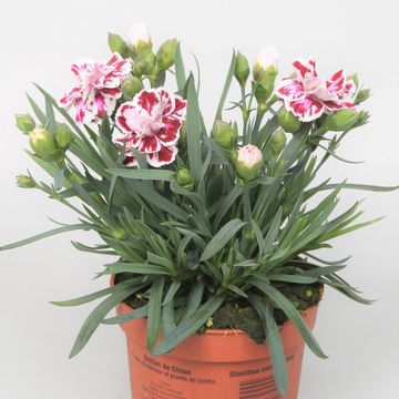 Dianthus SUPER TROUPER SISSY