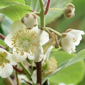 Actinidia deliciosa 'Jenny'