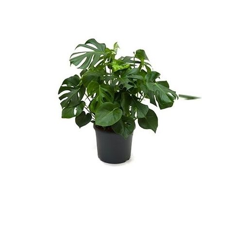 Монстера deliciosa