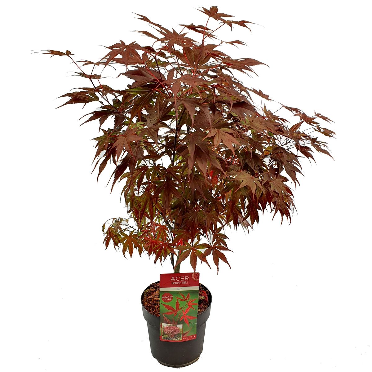 Acer Palmatum 'livy' — Plant Wholesale Floraccess