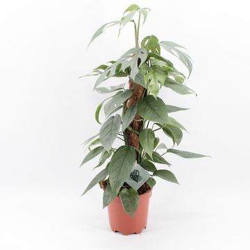 Epipremnum pinnatum Marble Planet, Epipremnum, Epipremnum (Scindapsus), Foliage plants, All products