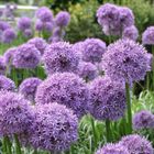 Allium 'Globemaster'