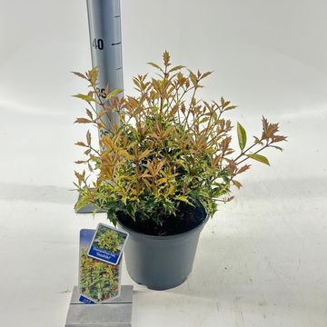 Osmanthus heterophyllus 'Goshiki'