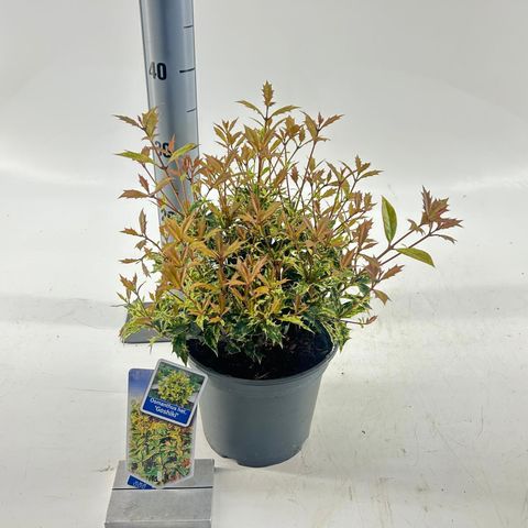 Osmanthus heterophyllus 'Goshiki'