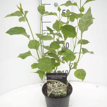 Clerodendrum trichotomum 'Shiro'