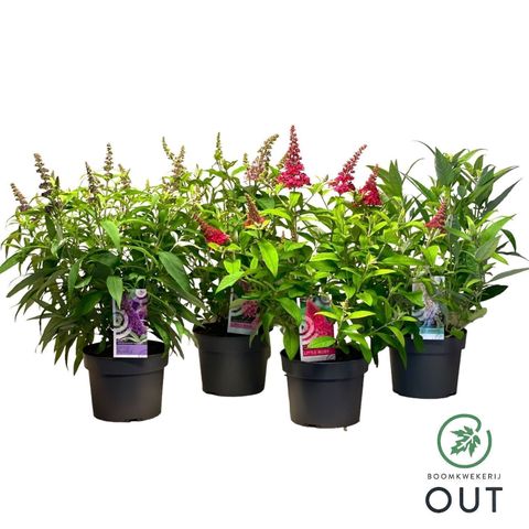 Buddleja davidii BUTTERFLY CANDY MIX