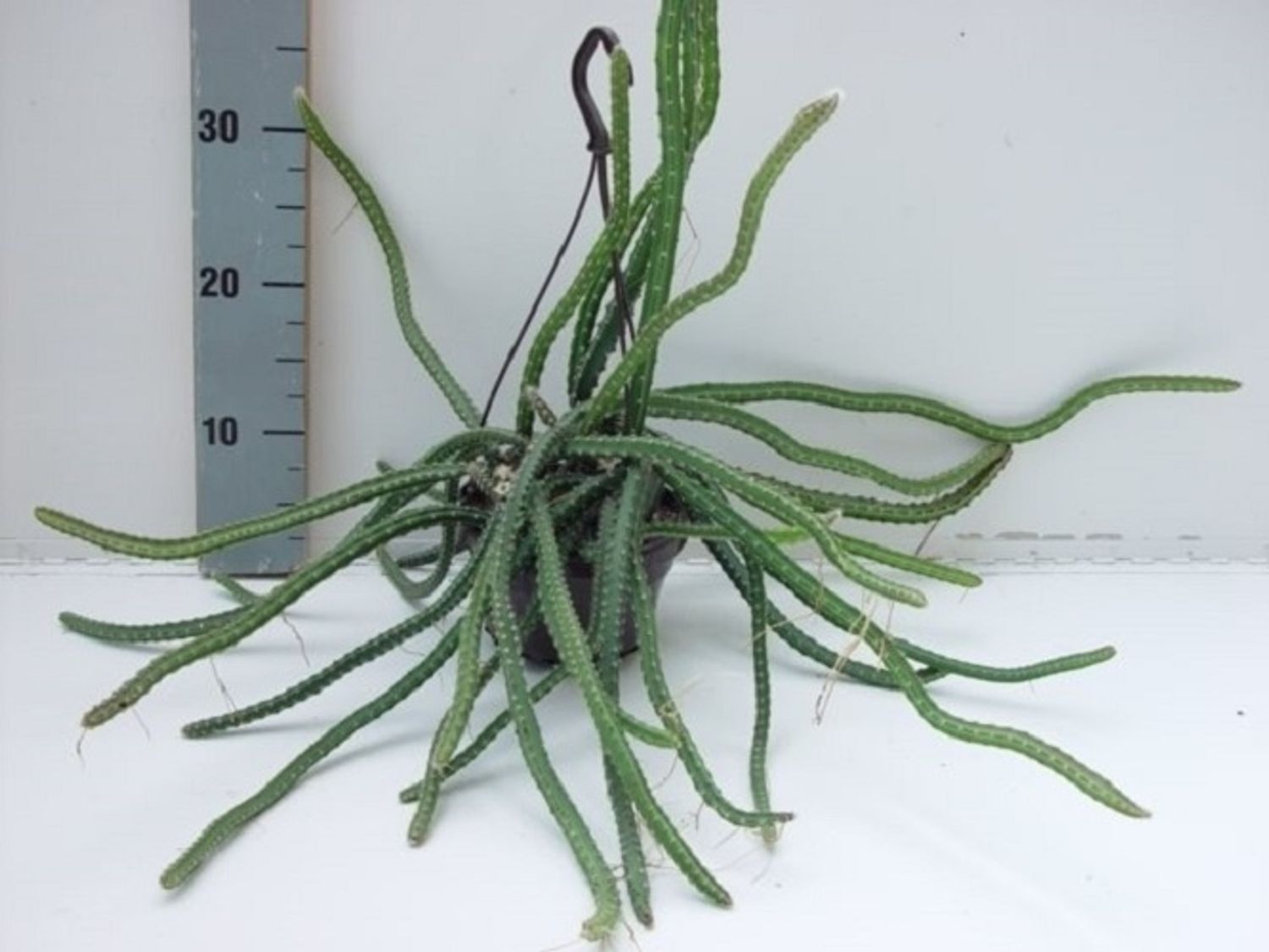 Selenicereus grandiflorus — Plant Wholesale FlorAccess