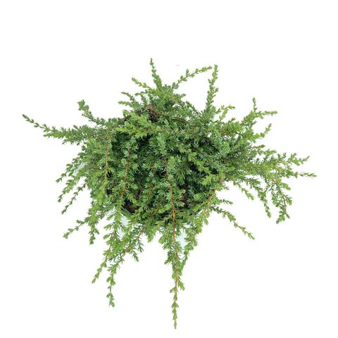 Juniperus communis 'Greenmantle'