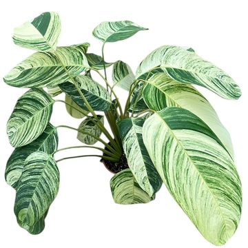 Stromanthe 'rolandicus'