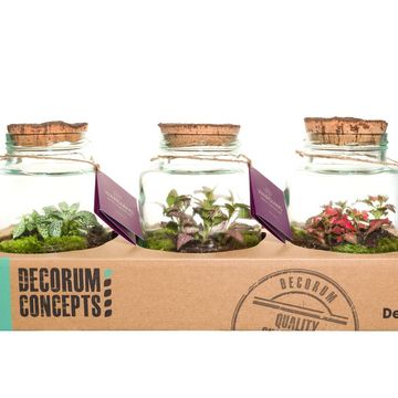 Composizione Terrarium