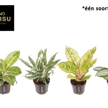 Aglaonema 'Green Surprise'