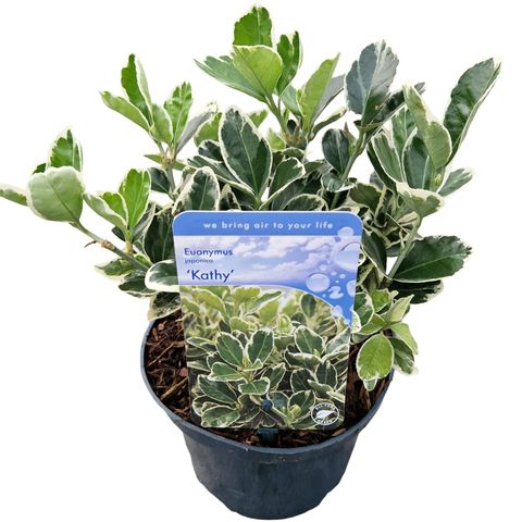 Euonymus japonicus 'Kathy'
