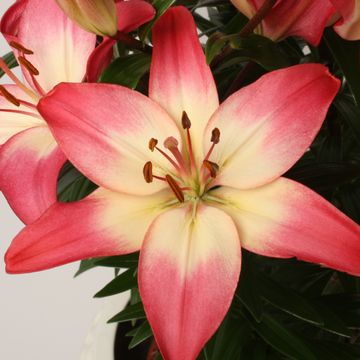 Лилия 'Tiny Diamond'