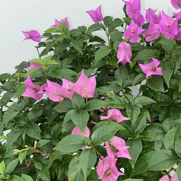 Bougainvillea glabra
