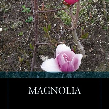 Magnolia 'Cleopatra'