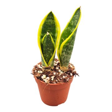Sansevieria trifasciata 'Futura Superba'