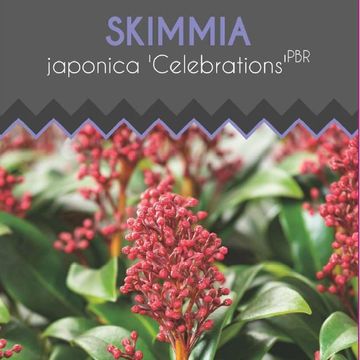 Skimmia japonica 'Celebrations'