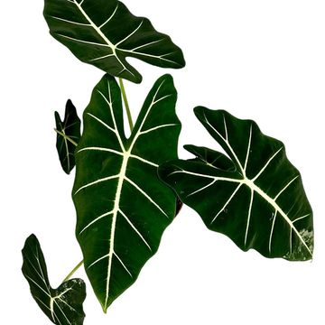 Alocasia micholitziana 'Frydek'