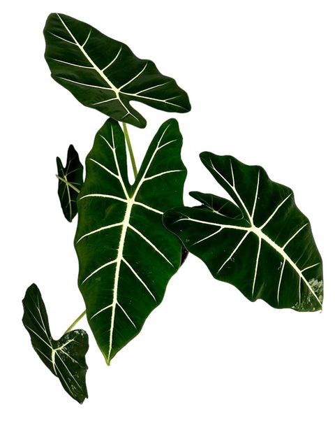 Alocasia micholitziana 'Frydek'